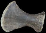 Mosasaur (Clidastes) Radius - Kansas #49334-1